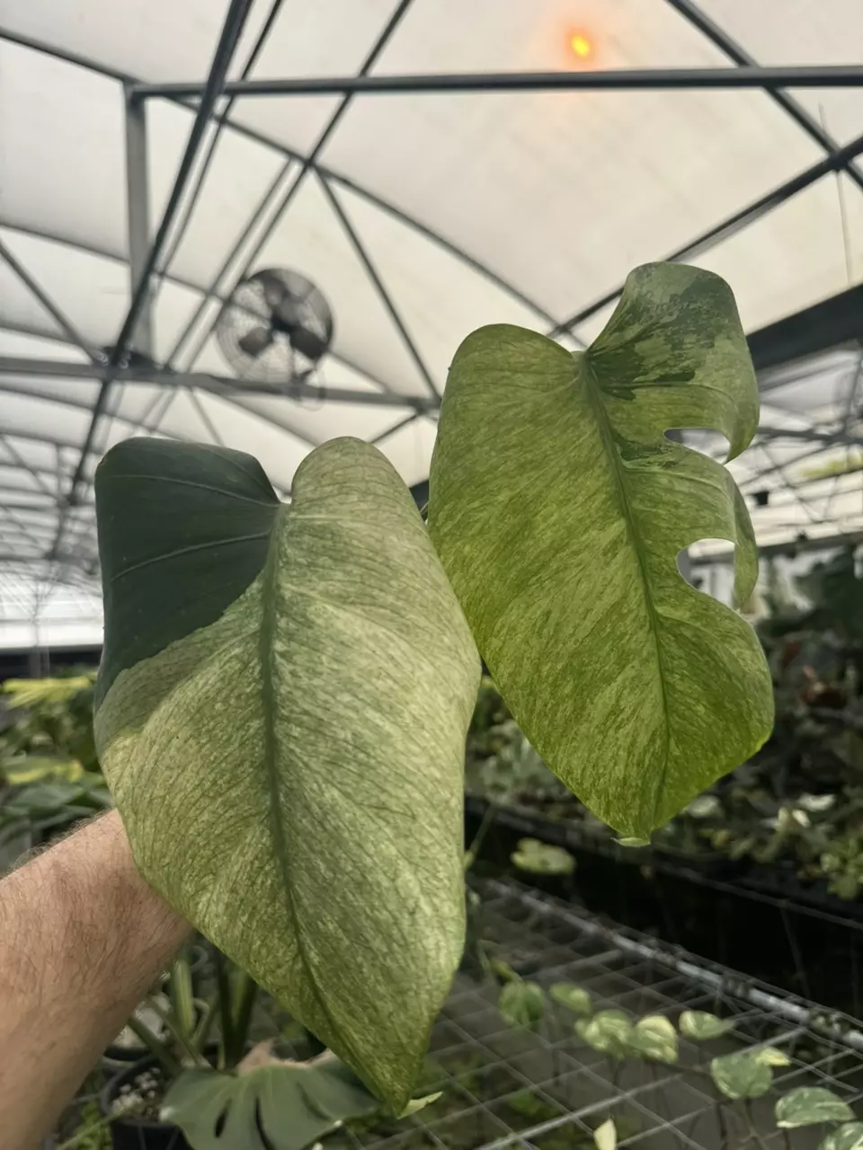 plant/Monstera Jungle Mint-0