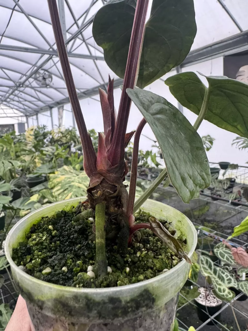 plant/RVDP X LUX DOUBLE-1