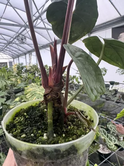 plant/RVDP X LUX DOUBLE-1-thumbnail