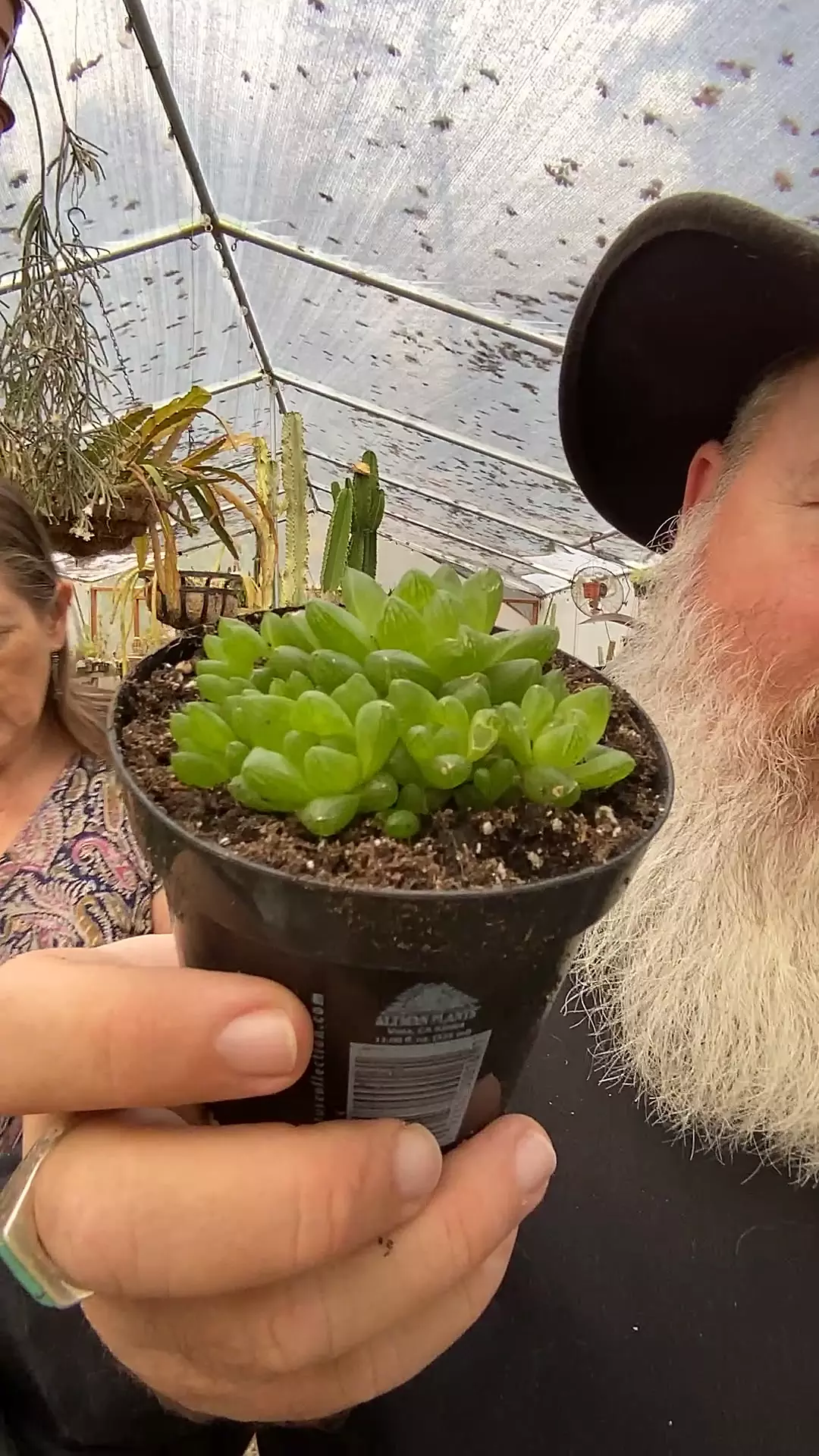 plant/Haworthia Cymbiformis 3”-0