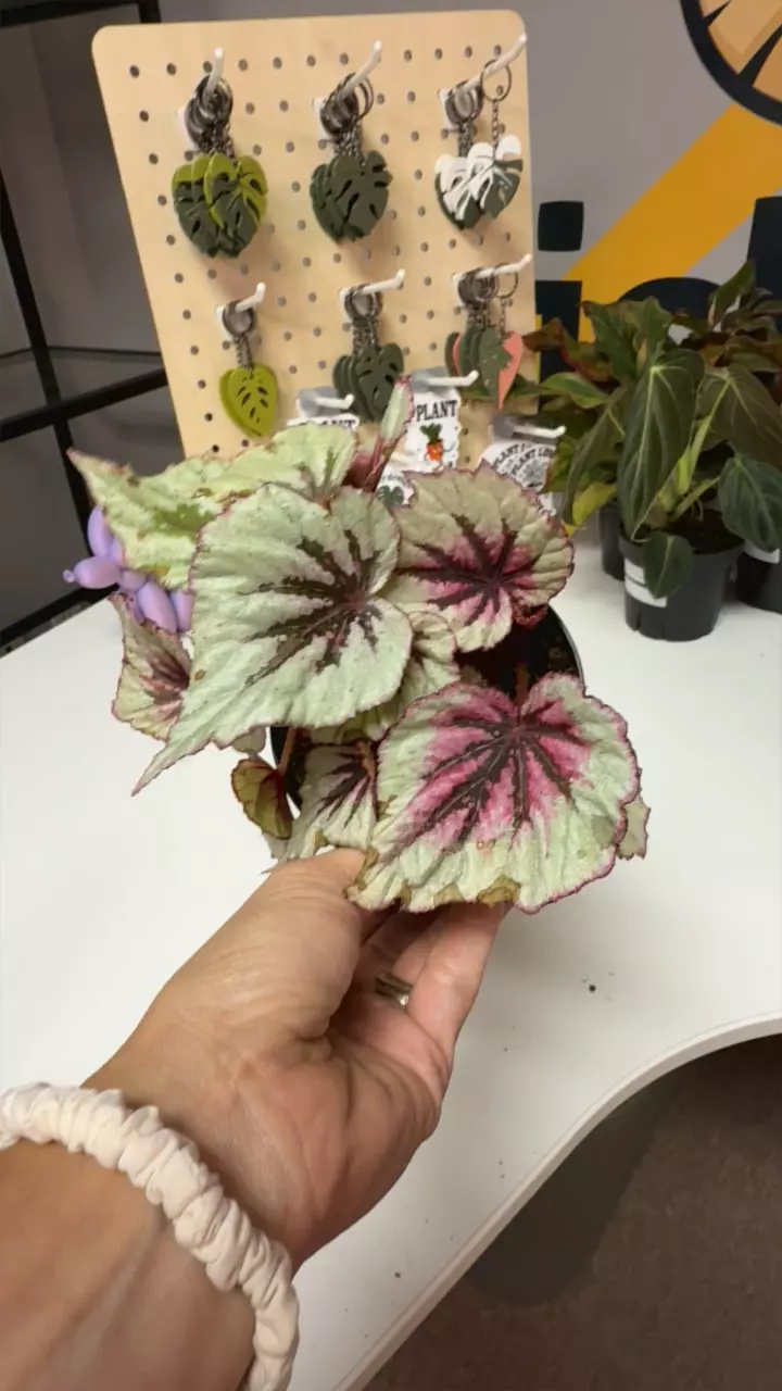 plant/Begonia Rex-0