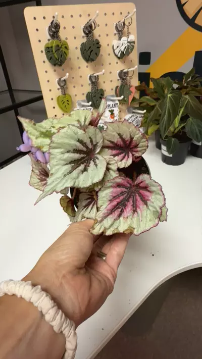 plant/Begonia Rex-0-thumbnail