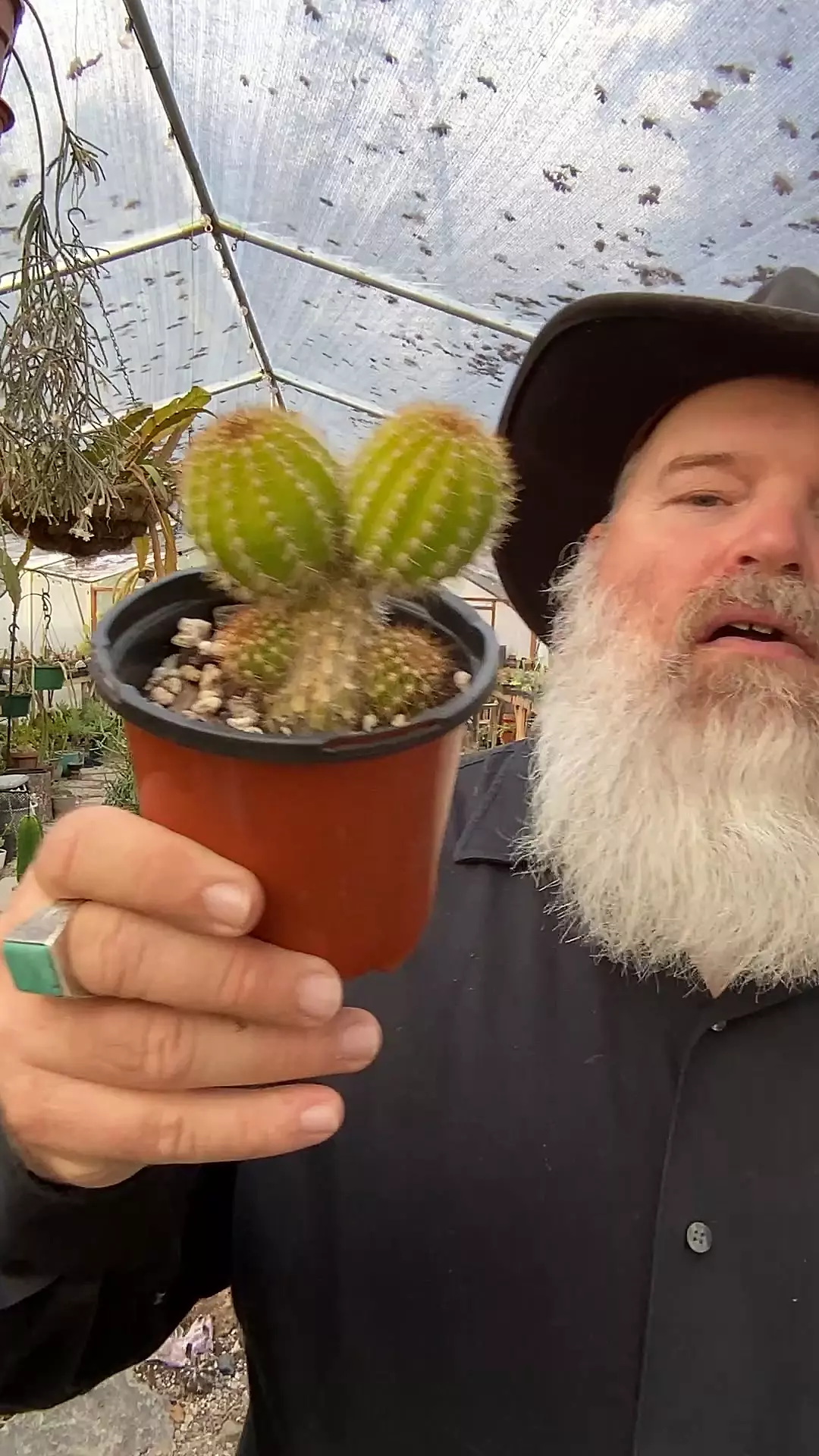 plant/Echinopsis 2 balls-0