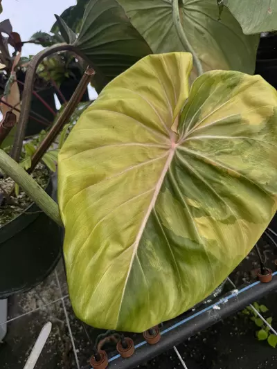 plant/XXL Variegated McDowell-0-thumbnail