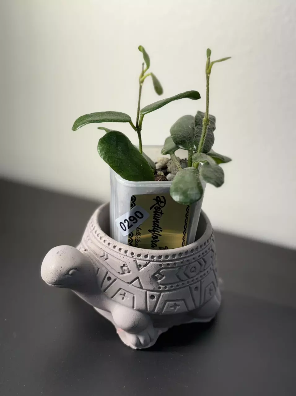 plant/290 Rotundiflora-0