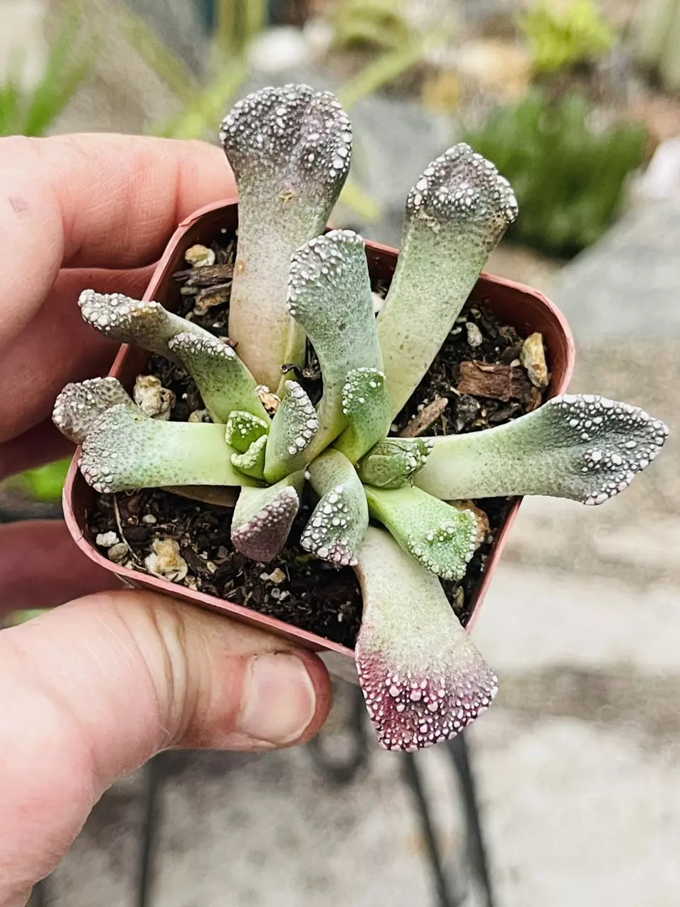 plant/Concrete Succulent 2”-0