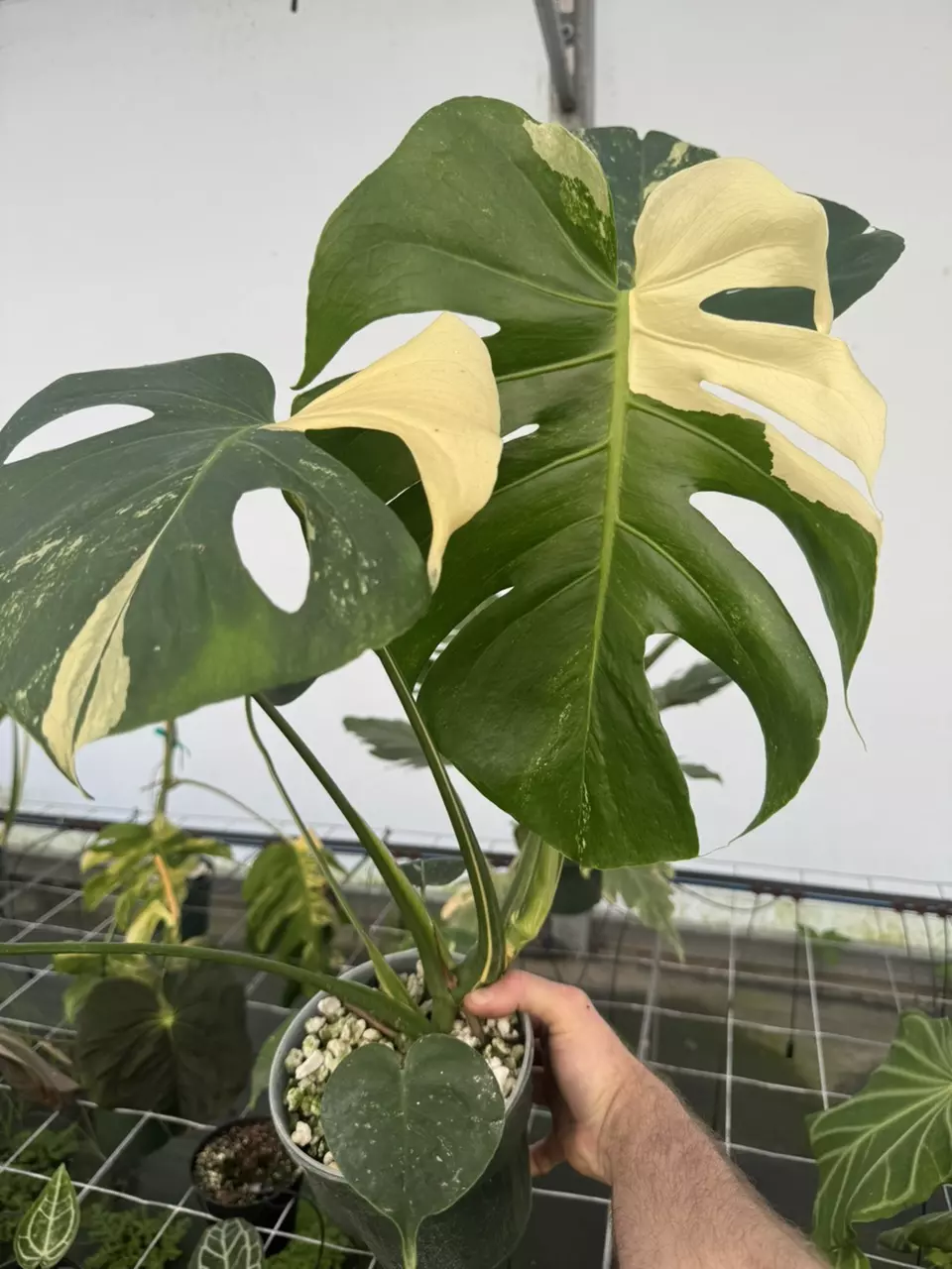 plant/Monstera Seed Sport “Albo”-0