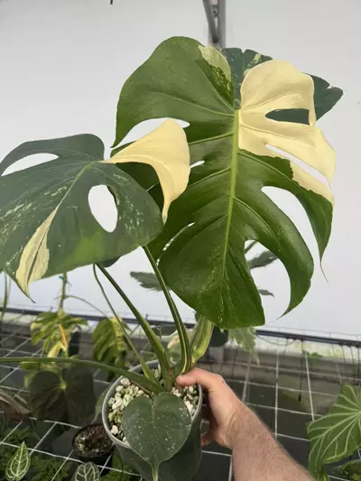 plant/Monstera Seed Sport “Albo”-0-thumbnail