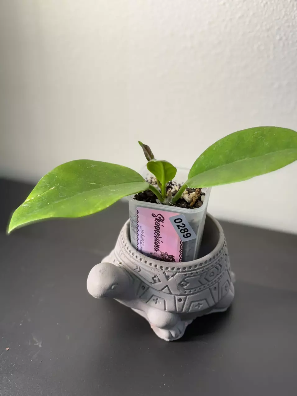 plant/289 Skinneriana-0