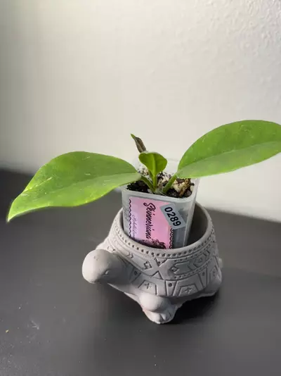 plant/289 Skinneriana-0-thumbnail