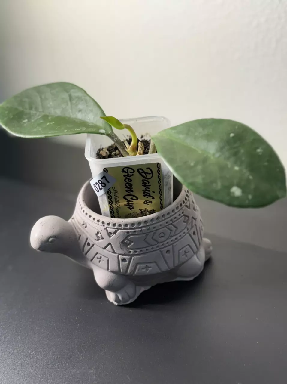 plant/287 David’s Green Cup-0