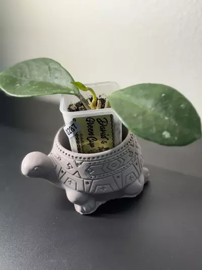 plant/287 David’s Green Cup-0-thumbnail