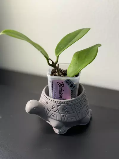 plant/286 Bulusan-0-thumbnail