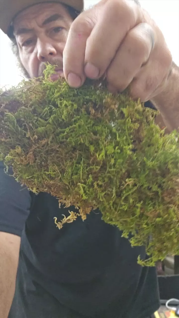 plant/4x4 LIVE fern moss-0