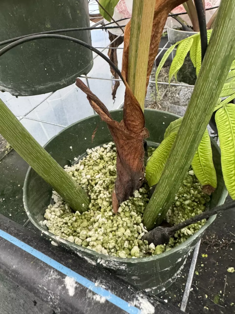 plant/XXL Variegated McDowell-2