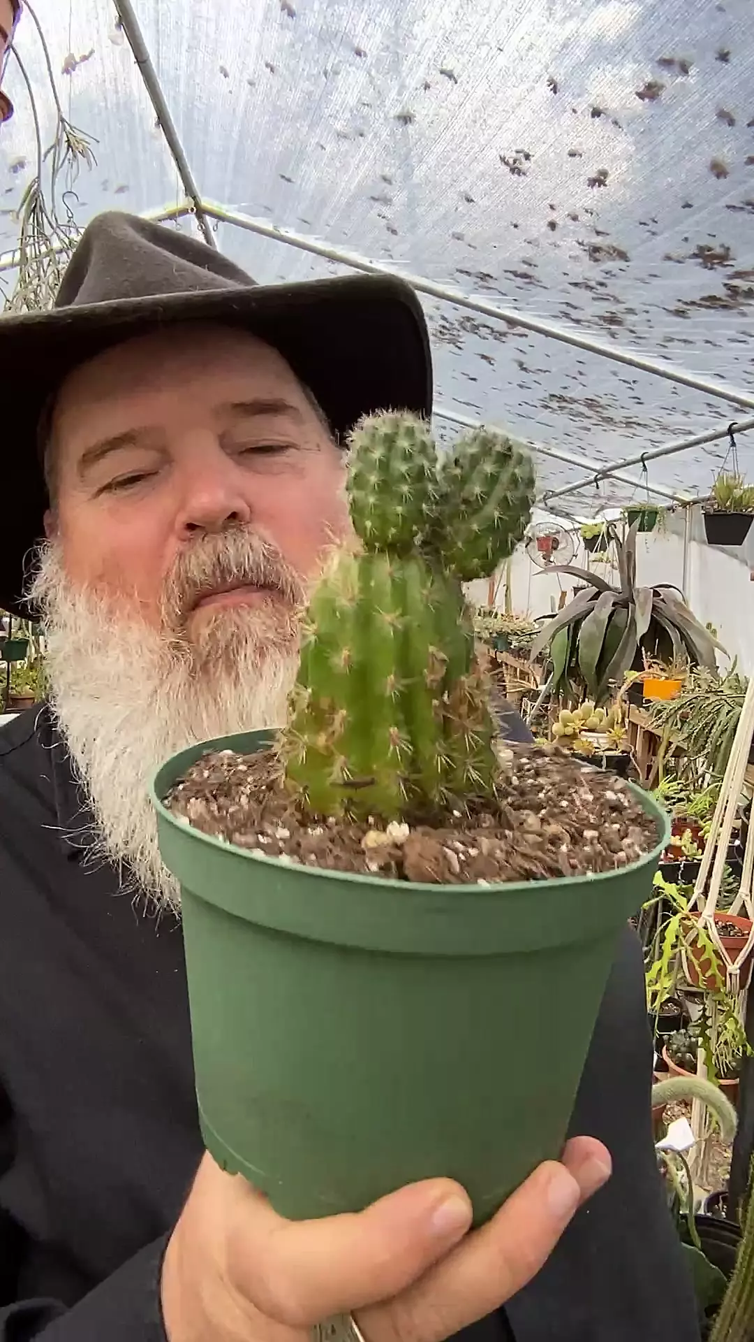 plant/Echinopsis Torch Cactus 6”-0