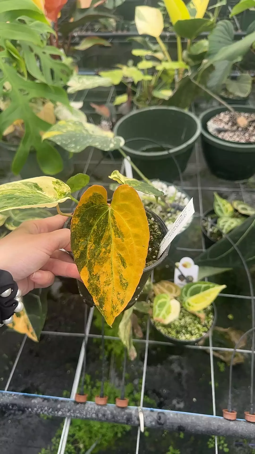 plant/High Color Twister x Red Crystal-0