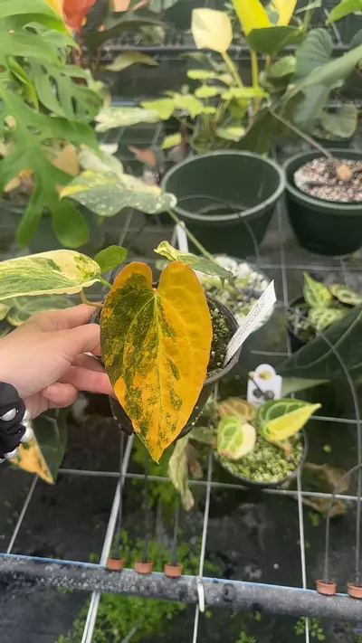 plant/High Color Twister x Red Crystal-0-thumbnail