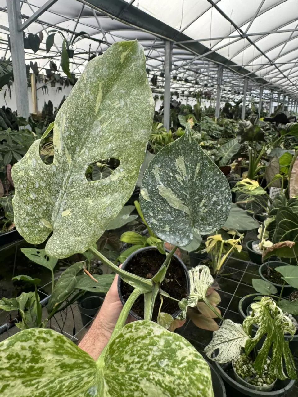 plant/Monstera Large Form Starlight type-2