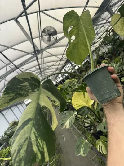 plant/Monstera Jungle Mint-1-thumbnail