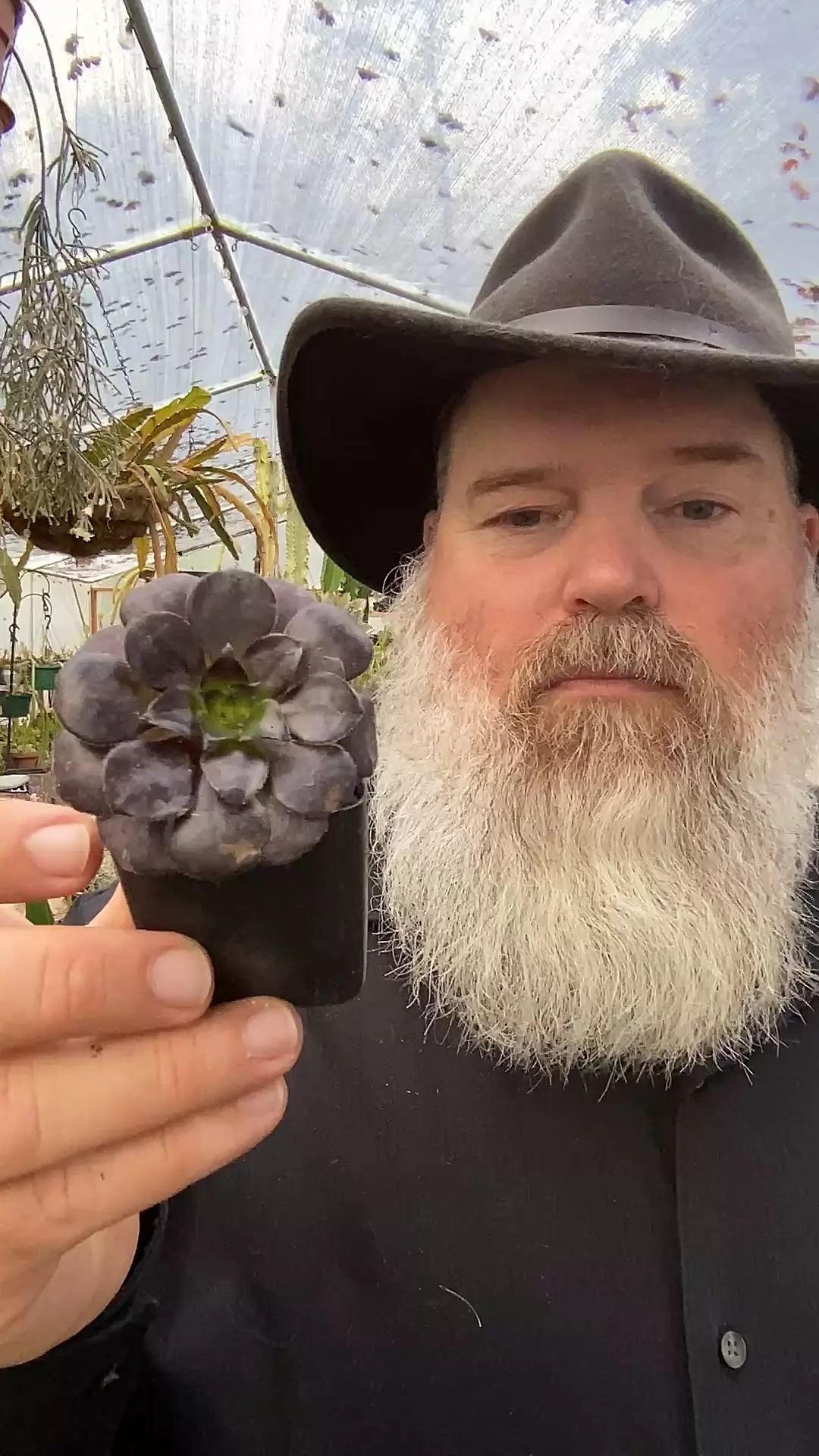 plant/Aeonium 2”-0