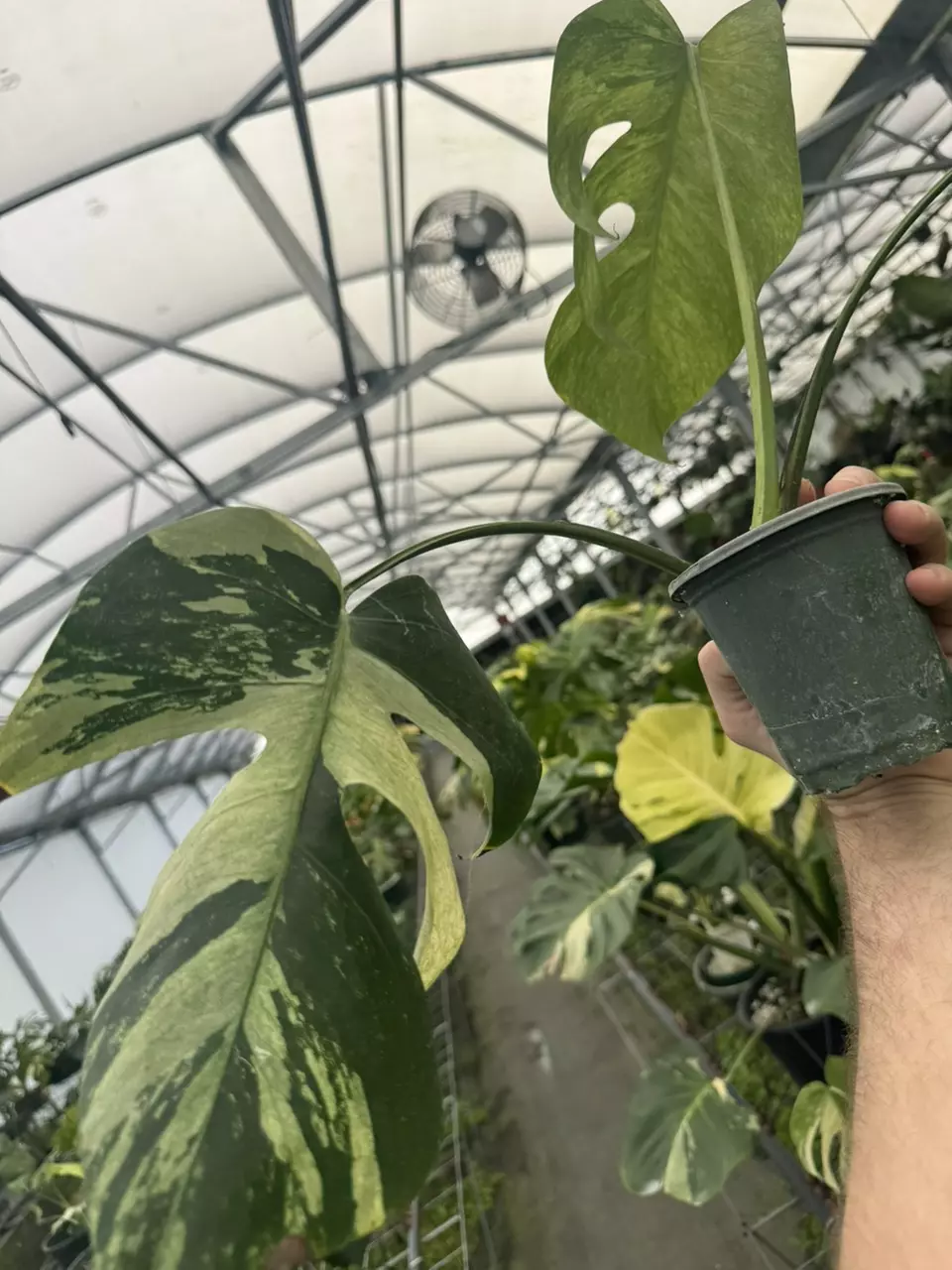 plant/Monstera Jungle Mint-2