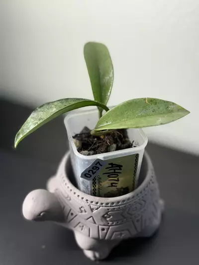 plant/297 AH 074-0-thumbnail