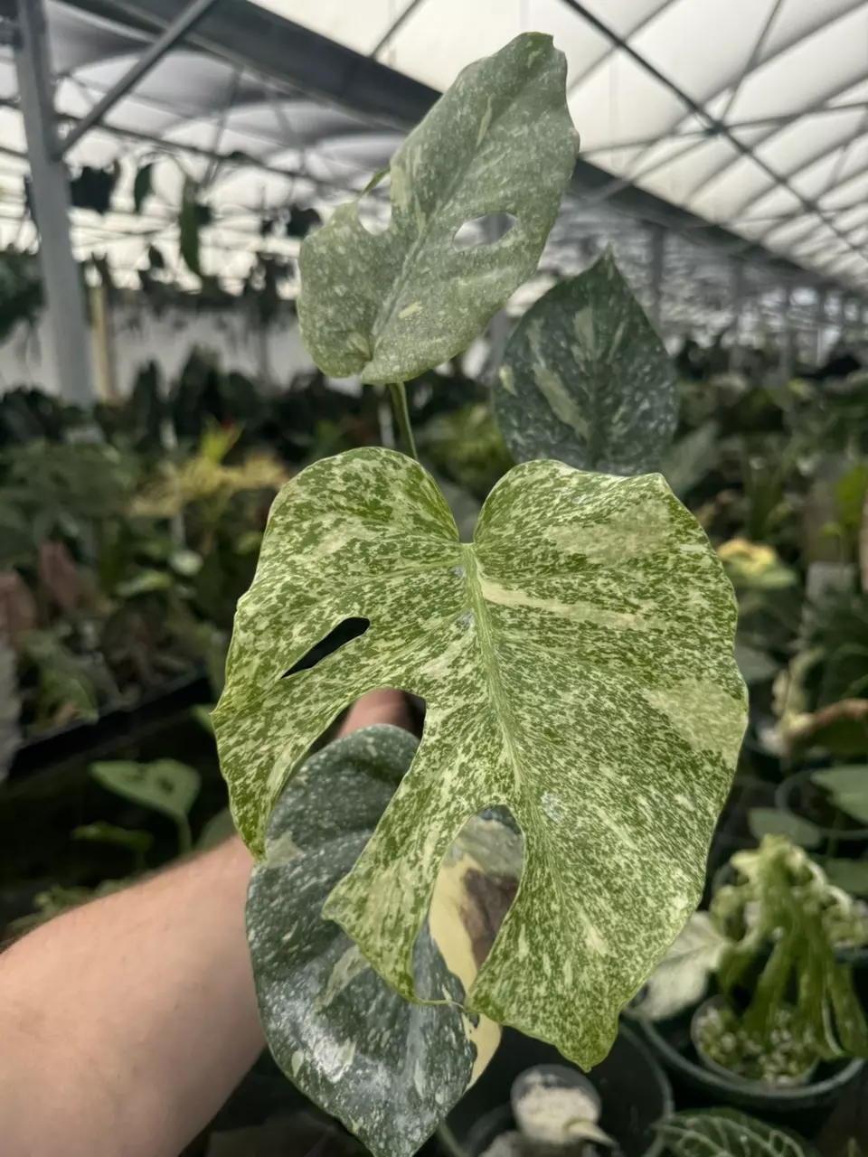 plant/Monstera Large Form Starlight type-0