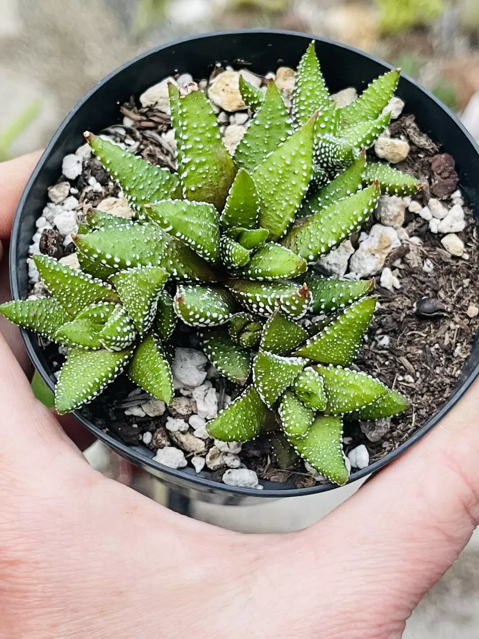 plant/Haworthia Attenuata f. Enon 3”-0