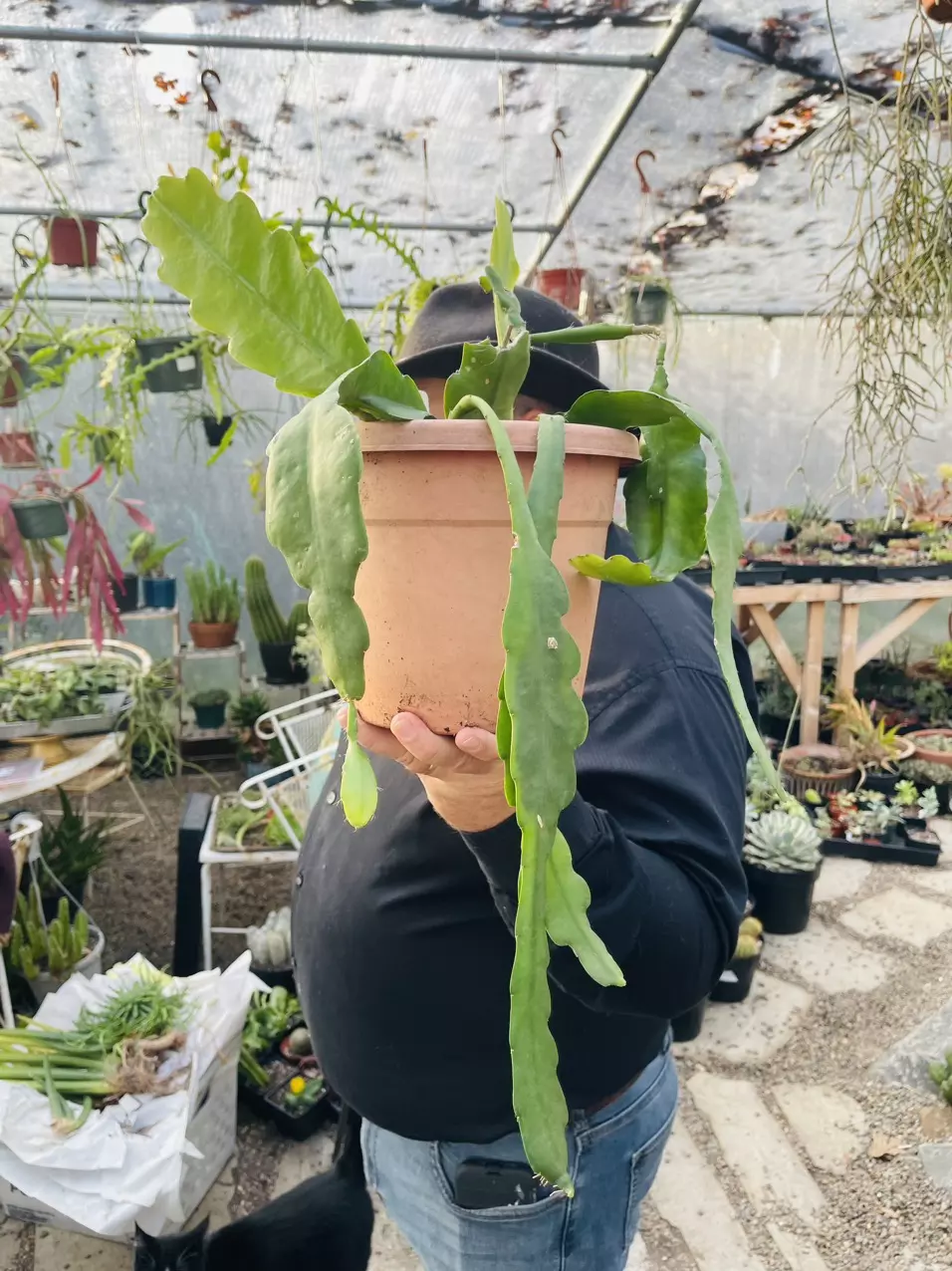 plant/Huge Red Orchid Cactus 8” pot-0