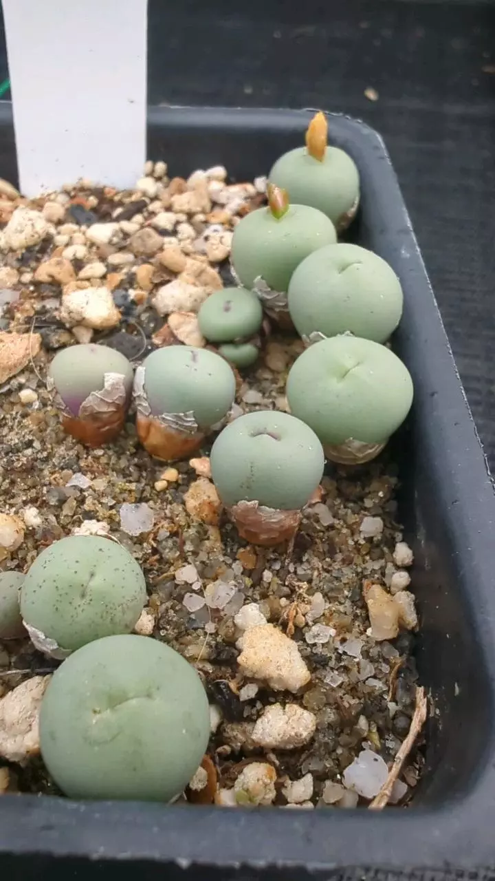 plant/Conophytum breve one plant-0