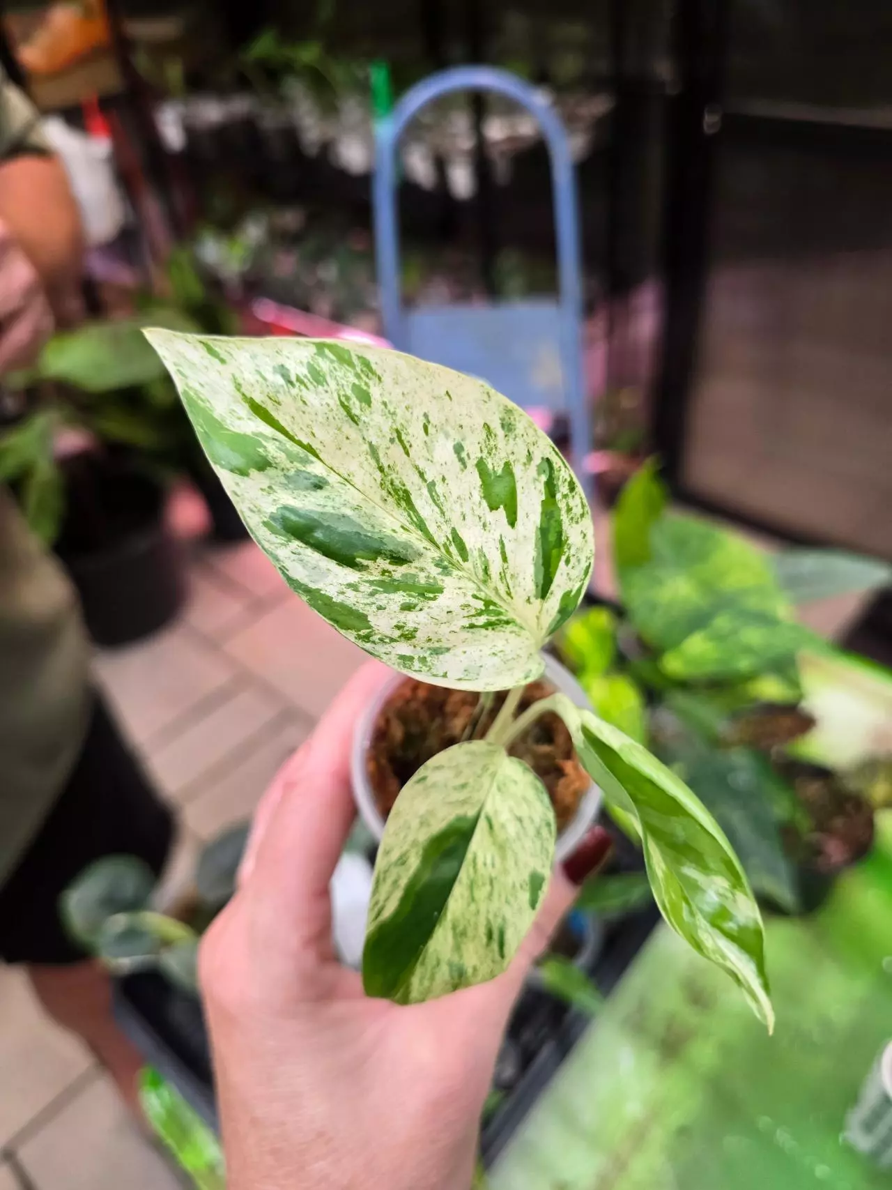 plant/1121 Epipremnum Marble Cutting-0