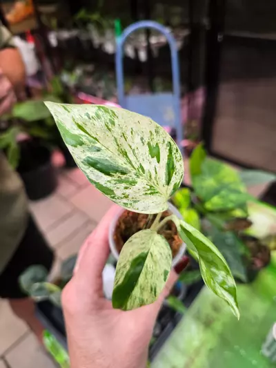 plant/1121 Epipremnum Marble Cutting-0-thumbnail