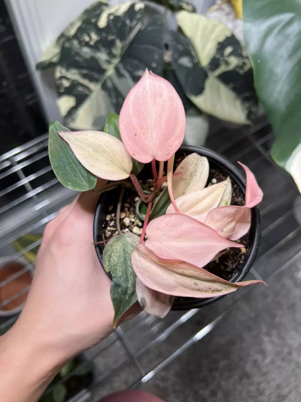 plant/Philodendron Micans Pink 4” Grower’s Choice-0