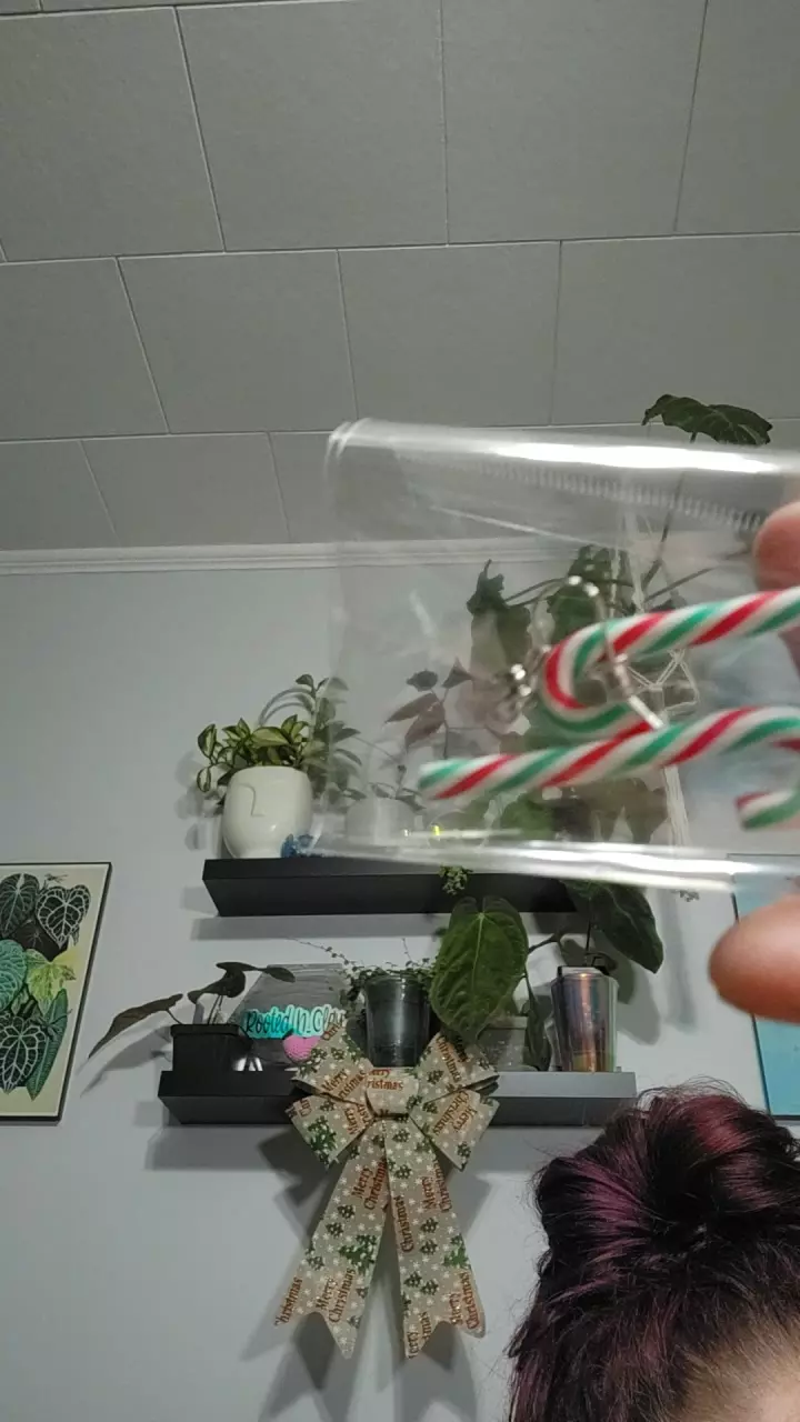 plant/RED AND MINT CANDY CANES-0