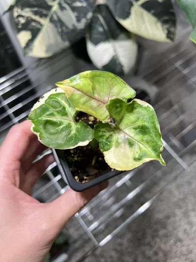 plant/3” Syngonium Orm Thong C *-0-thumbnail