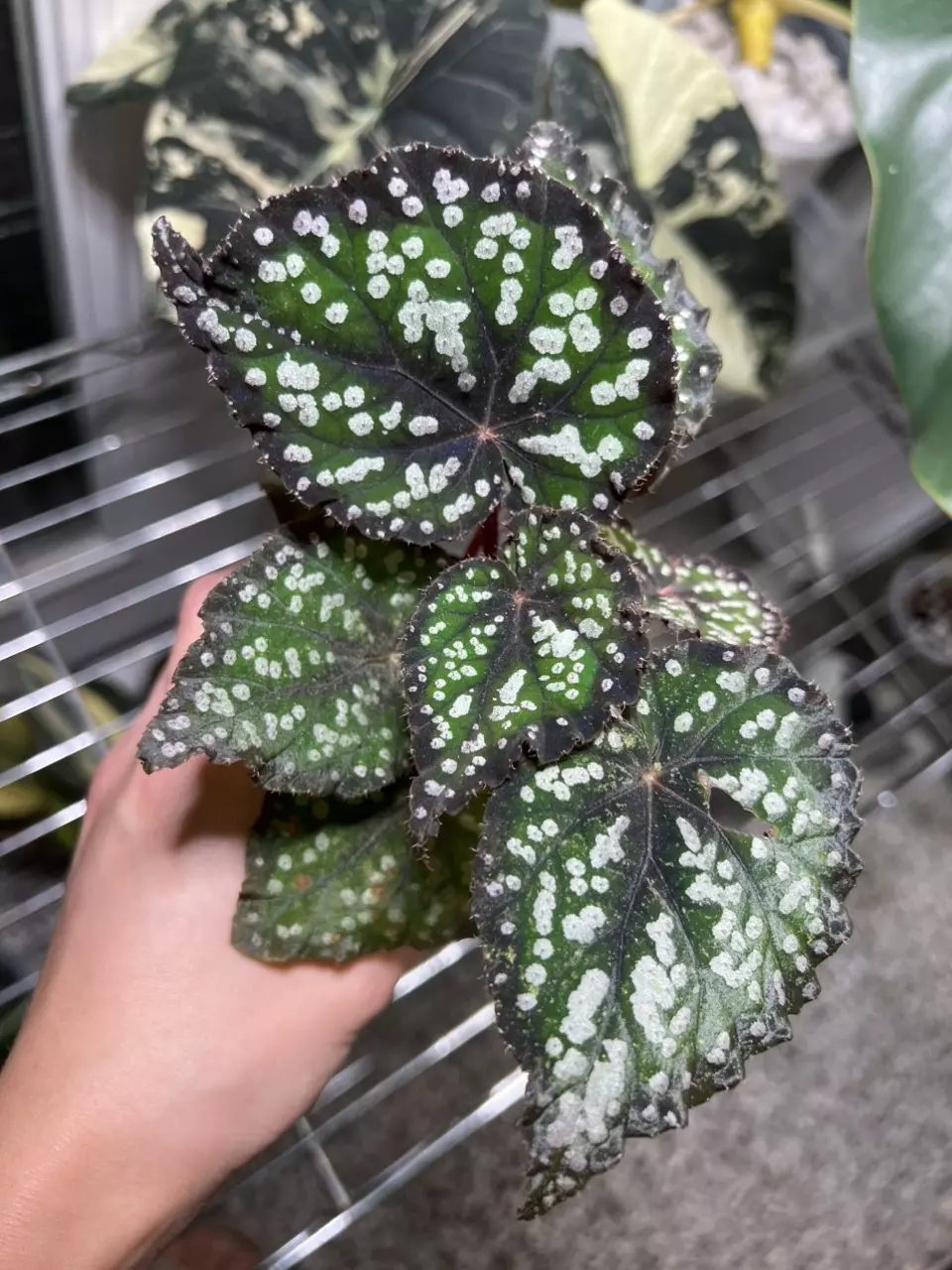 plant/Begonia Fairytale 3” Grower’s Choice-0