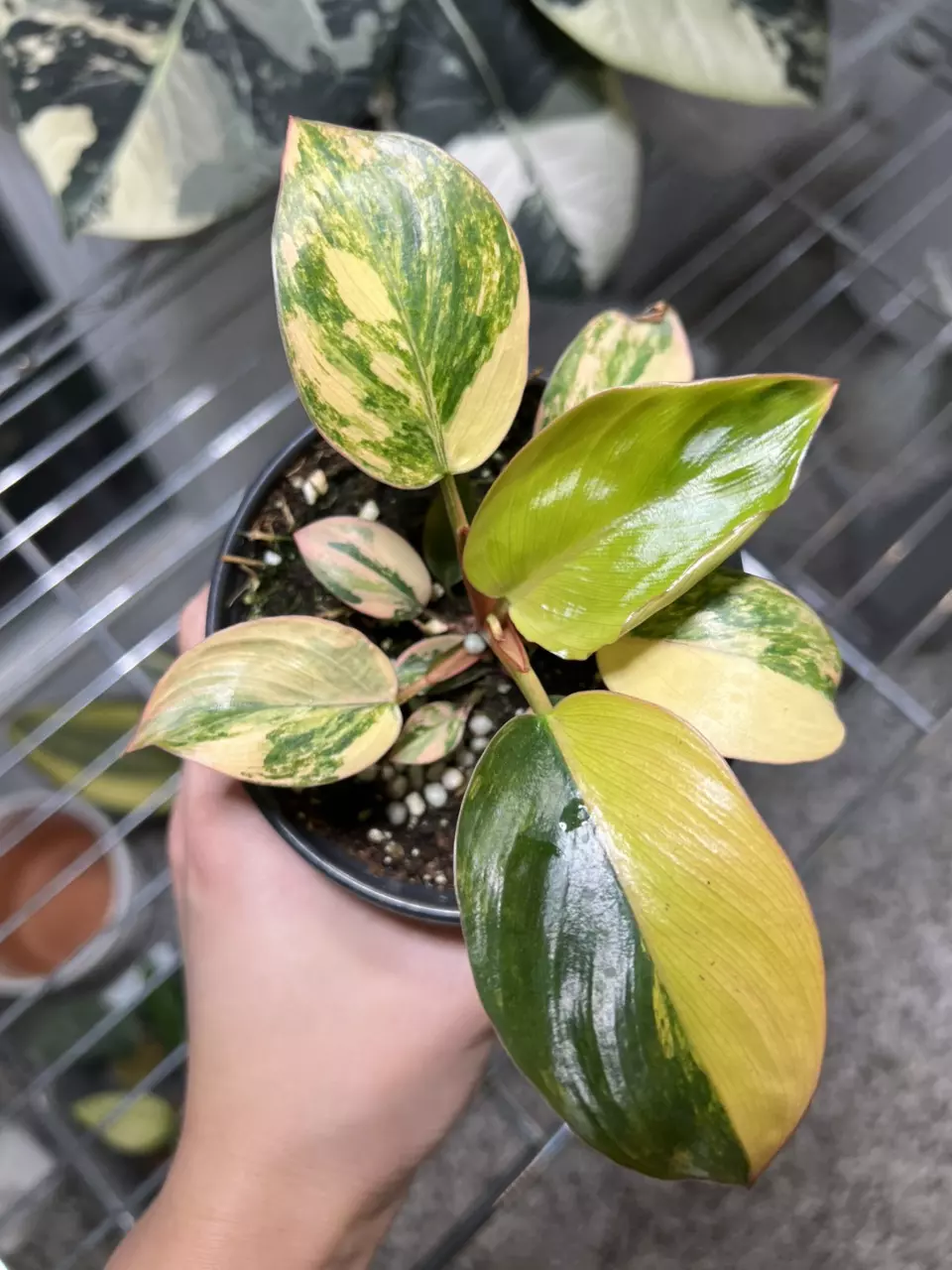 plant/Philodendron Red Congo Variegated B-0
