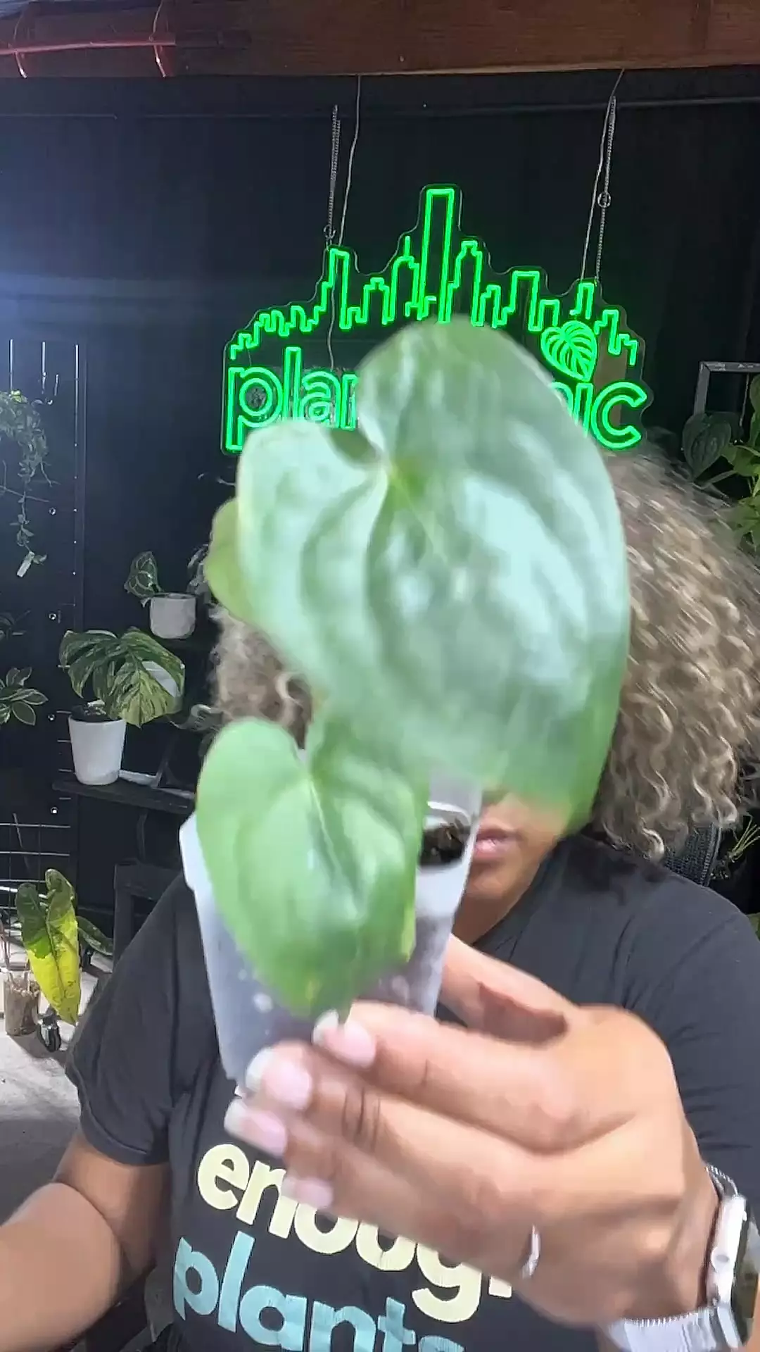 plant/anthurium Forgetti x Luxurians-0