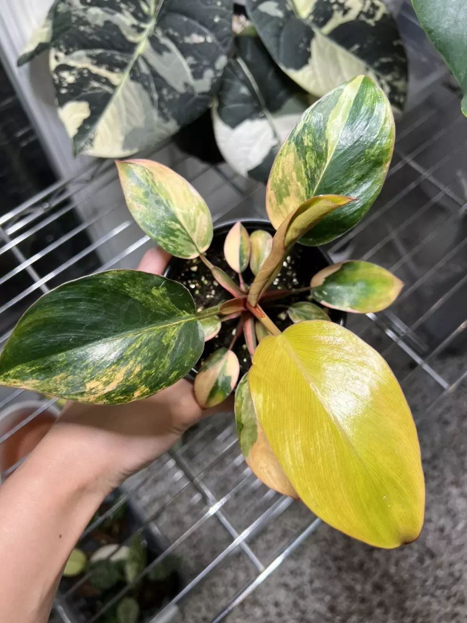plant/Philodendron Red Congo Variegated A-0