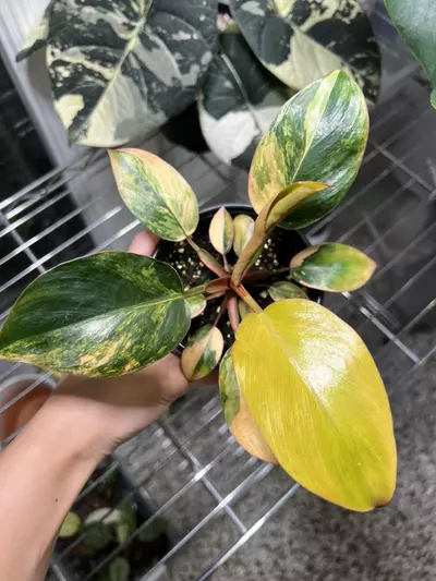 plant/Philodendron Red Congo Variegated A-0-thumbnail