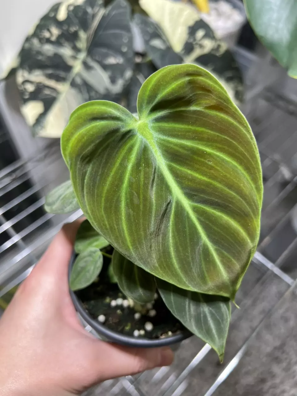 plant/Philodendron El Choco Red 4” Grower’s Choice-0