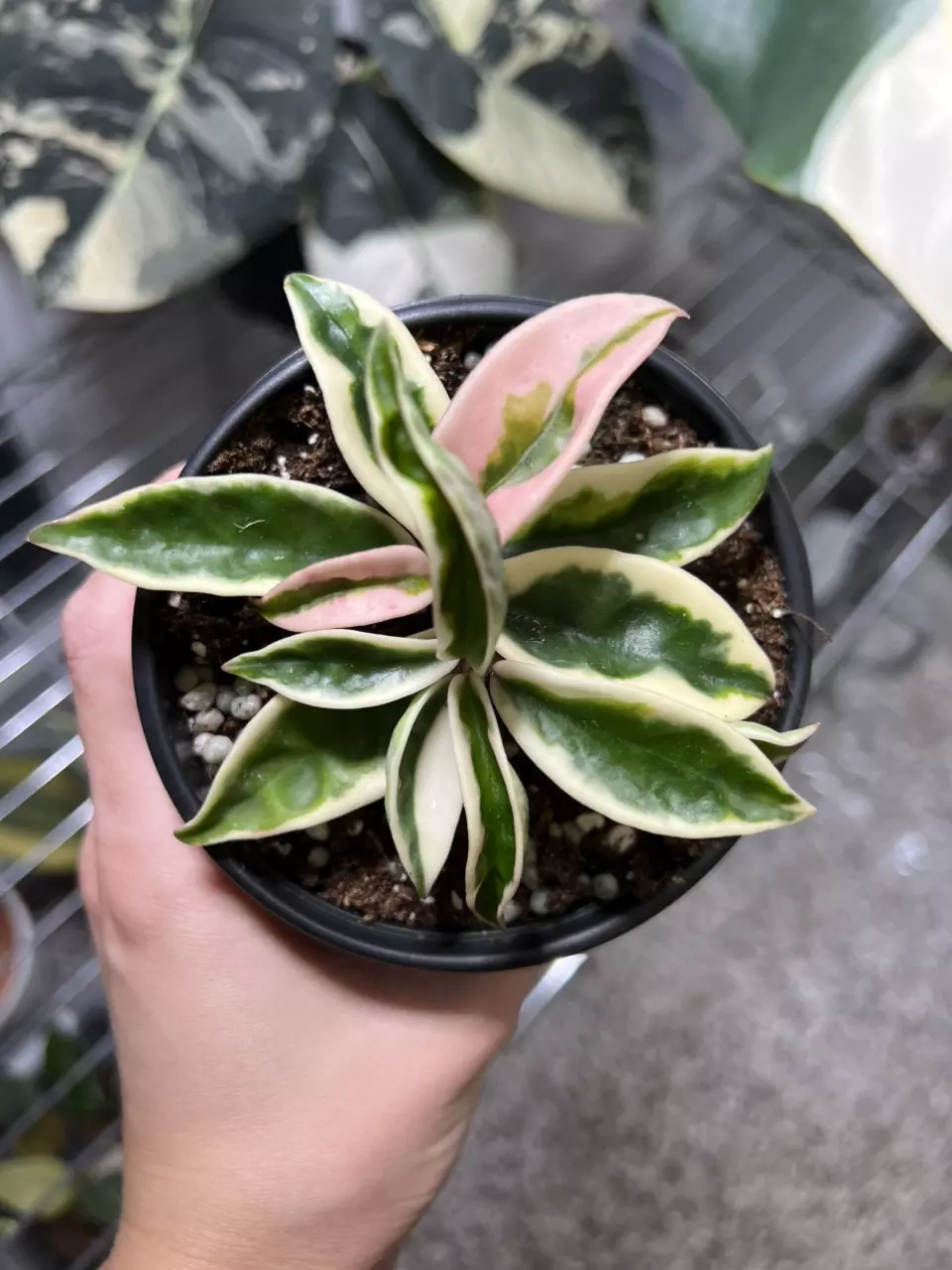 plant/Hoya Krinkle 8 Variegated 4” Grower’s Choice-0