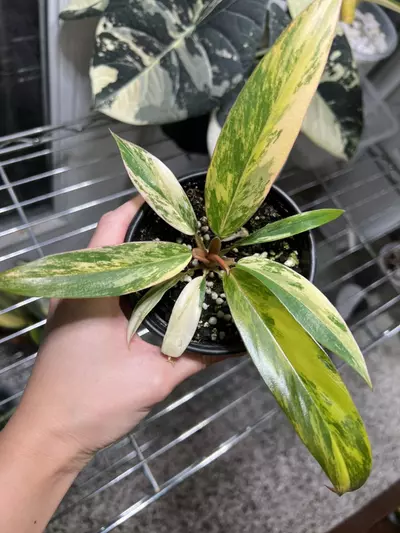 plant/Philodendron Caramel Marble 4” A-0-thumbnail