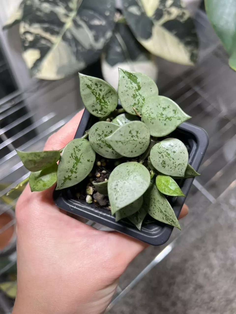 plant/Hoya Khroniana Super Silver 3”  Grower’s Choice *-0