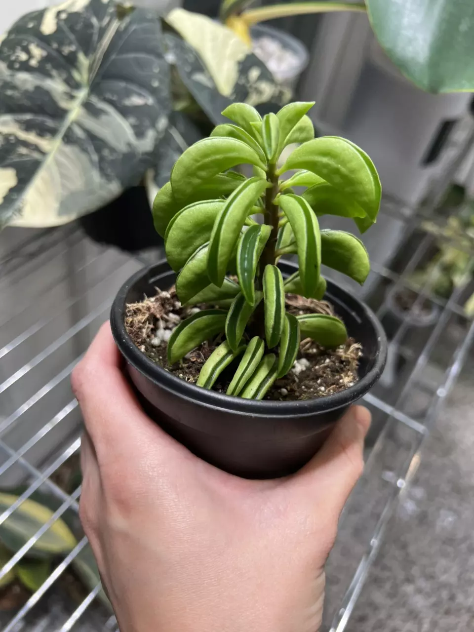 plant/Peperomia Fire Sparks 4” Grower’s Choice-0
