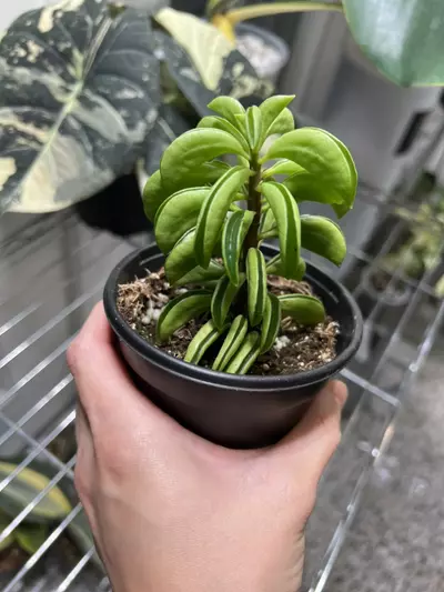 plant/Peperomia Fire Sparks 4” Grower’s Choice-0-thumbnail