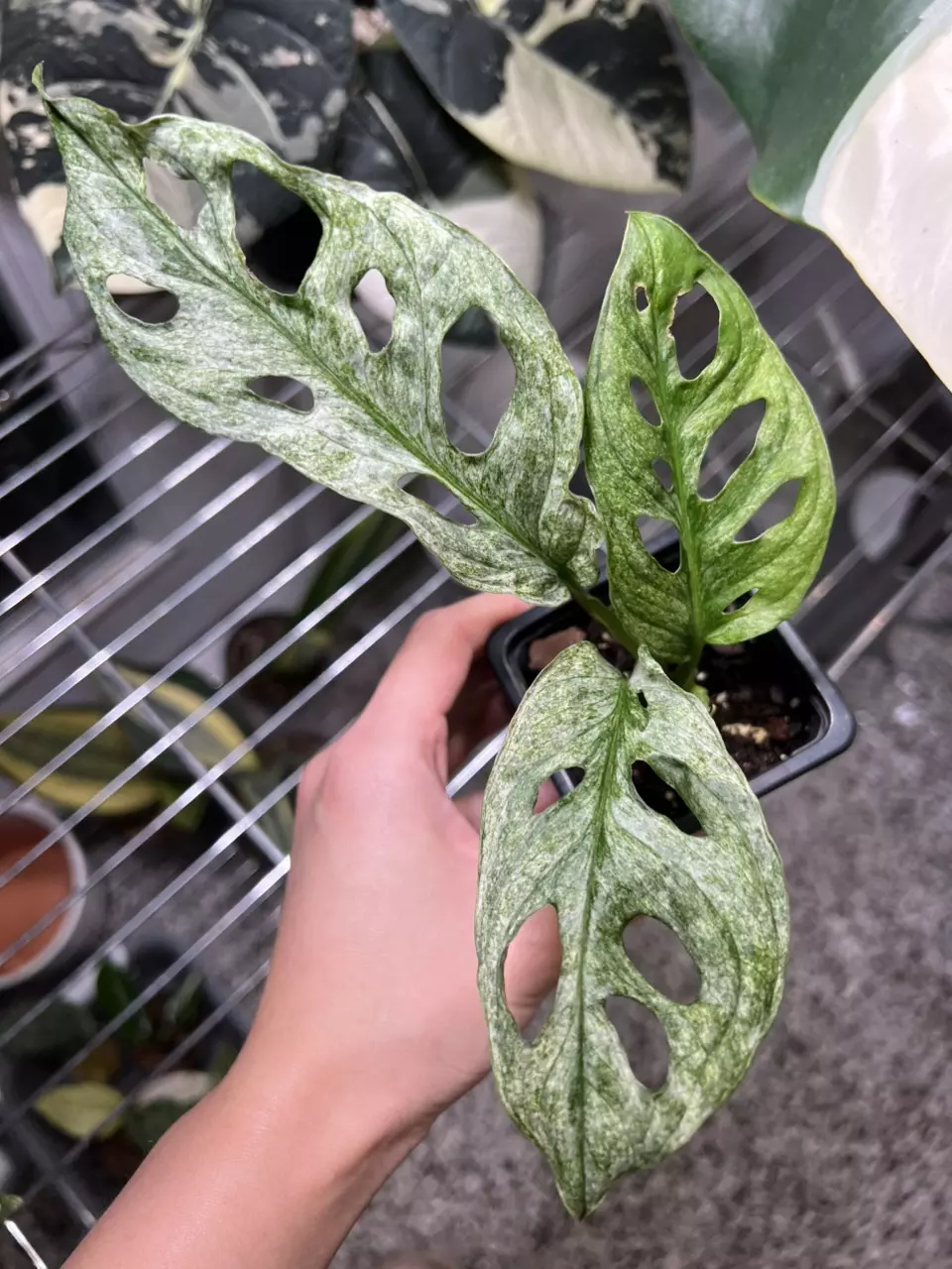 plant/Monstera European Mint B *-0