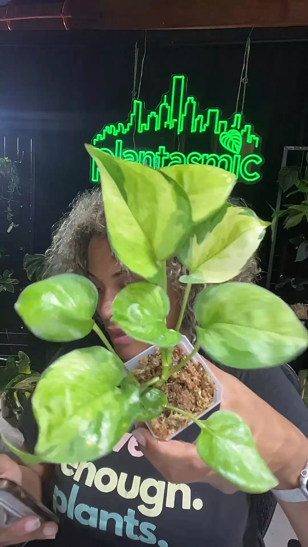 plant/lemon top pothos-0