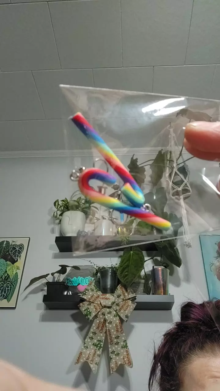 plant/RAINBOW CANDY CANES-0